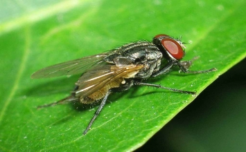 8 phương pháp phòng tránh ruồi đơn giản
